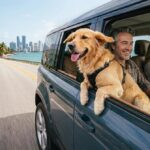 pet car accident Florida